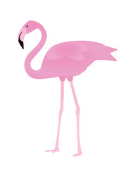 Flamingo. vector illustration