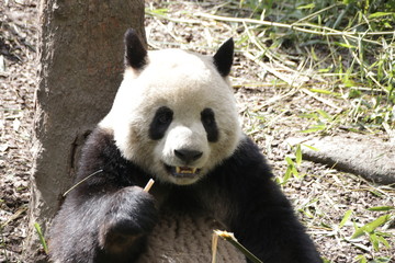 Obraz na płótnie Canvas Close up Happy Giant Panda Eating Bamboo