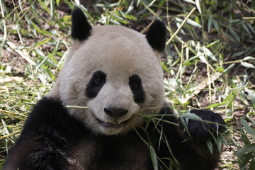 Fototapeta na wymiar Cute Panda is Smiling