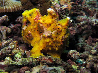 Underwater world - Warty frogfish - Antennarius maculatus. Bali, Tulamben, Indonesia.