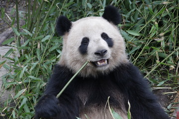 Obraz na płótnie Canvas Happy Face of Giant Panda in Chengdu, China