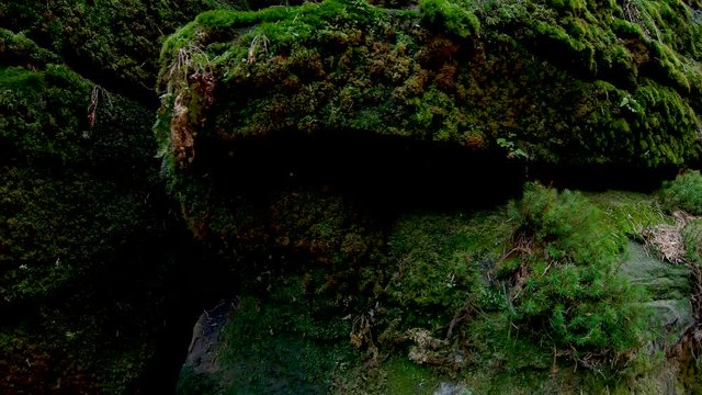 Moos am Felsen S&auml;chsische -Schweiz
