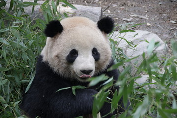Fototapeta premium Giant Panda in Chengdu, China