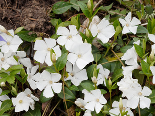 Vinca minor - Tapis de Petites pervenches aux fleurs blanches sur des tiges rampantes couvre-sol