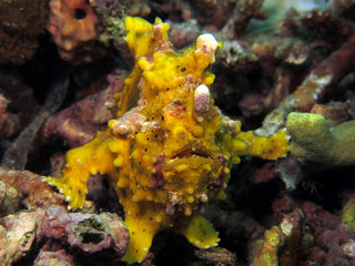 Underwater world - Warty frogfish - Antennarius maculatus. Bali, Tulamben, Indonesia.