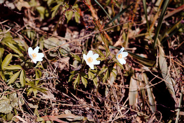 April is the month. blossomed forest flowers. The snowdrop is white. forest anemone.