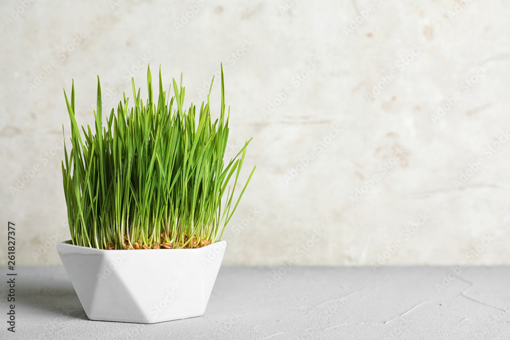 Wall mural Ceramic bowl with sprouted wheat grass seeds on table against light background, space for text