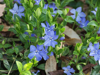 Vinca minor - Petites pervenches aux fleurs bleues sur des tiges rampantes couvre-sol