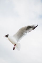 Seagulls Baltic Sea 