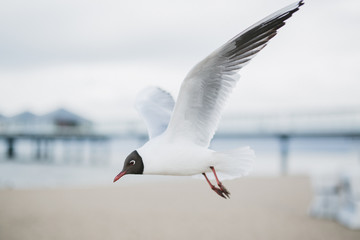 Fototapeta premium Seagulls Baltic Sea 