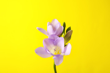 Fototapeta premium Beautiful freesia with fragrant flowers on color background
