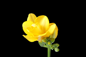 Beautiful freesia with fragrant flowers on black background