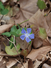 Vinca minor - Gros plan sur une petite pervenche à fleur bleue 