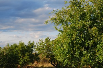 Almond Tree Orchard