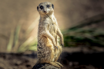 MeerKat hanging out in the sunshine.
