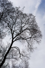 Obraz premium Beautiful branches against blue cloudy sky, Armenia