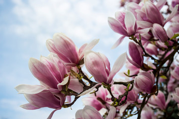 Closeup of magnolia tree blossom with blurred background.Beautiful light pink magnolia flowers on a branch with leaves