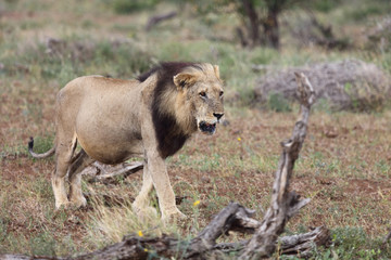 Afrikanischer Löwe / African Lion / Panthera Leo.