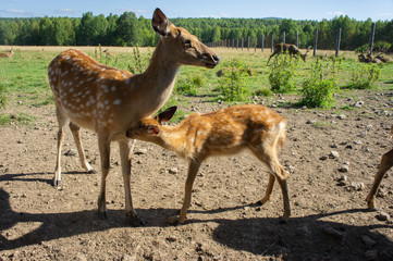 Spotted deer, female with a cub. Breeding deer in captivity.