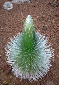 Haleakala silversword (Argyroxiphium sandwicense) almost in bloom. Rare and endangered plant growing at the summit of Haleakala volcano. Endemic to Maui, Hawaii. Ahinahina in Hawaiian language.