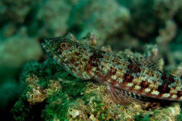 Lizard Fish