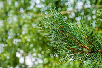 Pine tree needles closeup.