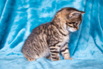 Chaton