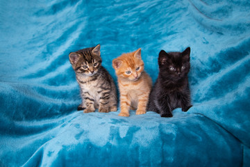 Trio de chatons