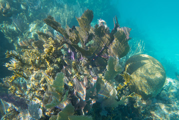Boulder Brain Coral, Common Sea Fan