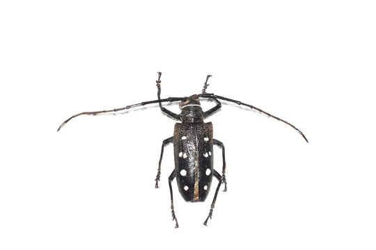 Big brown beetle, isolate on a white background, batocera laena