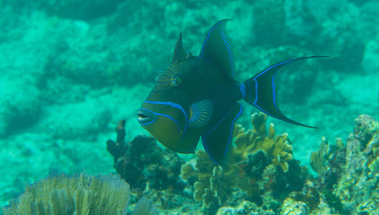 Queen Triggerfish