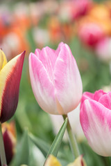 Colorful tulip flower bloom in the garden