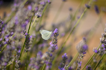 Schmetterling in Lavendelstrauch