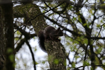 Eichhörnchen