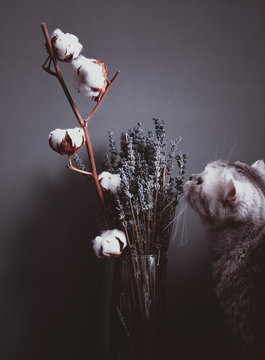 Scottish Fold gray cat, lavender bouquet, cotton branch, still life