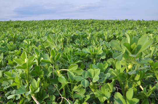 In the spring field young alfalfa grows
