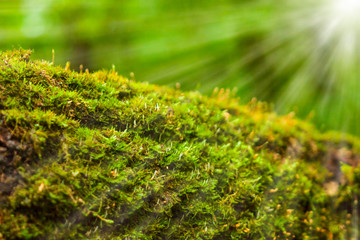 Green moss on an old fallen tree with sharp sunlight needles.
