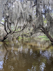 Fototapeta na wymiar bayou swamp tree moss nature elegant beautiful