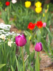 Garden with tulip flowers