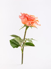 Beautiful single coral rose with green leaves on white background.