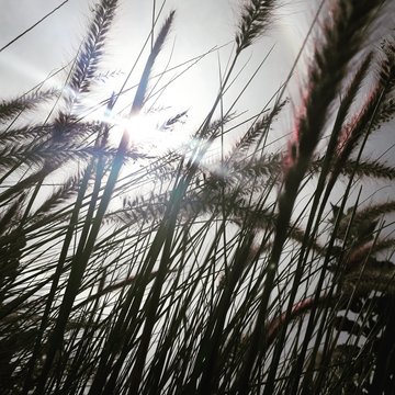 trigo en el sol