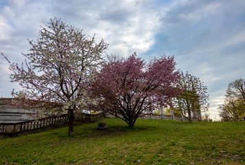 Obraz premium Frühling