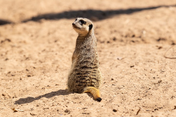 MeerKat hanging out in the sunshine.