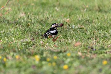 Buntspecht