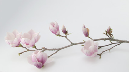 Wunderschöner Magnolienzweig weiss isoliert - obrazy, fototapety, plakaty