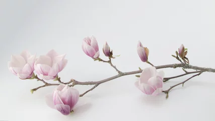 Gordijnen Wunderschöner Magnolienzweig weiss isoliert © Corri Seizinger