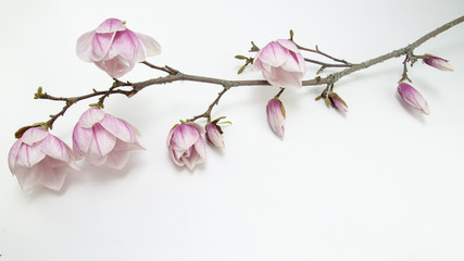 Wunderschöner Magnolienzweig weiss isoliert