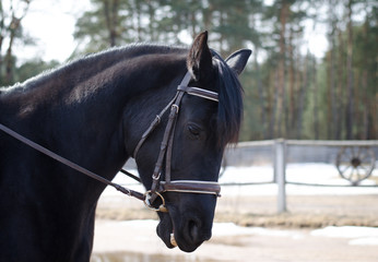 black mare horse during training