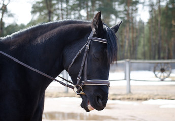 black mare horse smirking with closed eyes during training