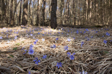 Spring forest covered with blue flowers (Hepatica nobilis)
